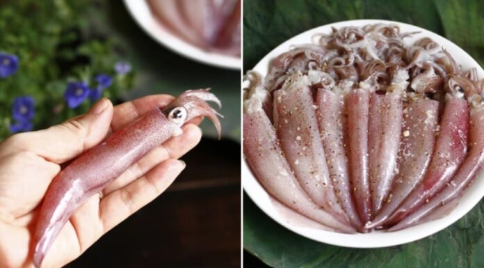 The Ultimate Guide to Steaming Squid: Achieving Tender, Succulent, and Flawless Results