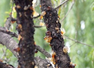 “The Ultimate Skin-Hydrating Delicacy: A Spa-Like Experience for Radiant Skin”