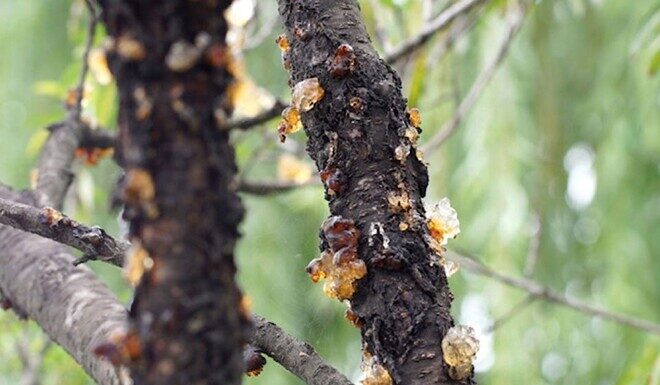 “The Ultimate Skin-Hydrating Delicacy: A Spa-Like Experience for Radiant Skin”