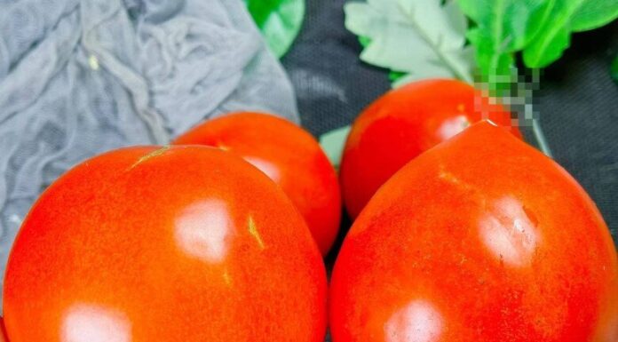 Should You Choose Round or Pointed Tomatoes? A Grower’s Guide to Making the Right Choice.