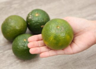 Taste the Sweetness of these Juicy Oranges, Hand-Picked for their Size and Sugar!