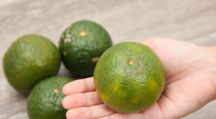 Taste the Sweetness of these Juicy Oranges, Hand-Picked for their Size and Sugar!