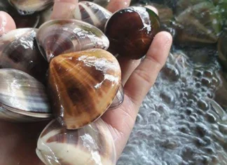 The Ultimate Guide to Buying Clams: A Fisherman’s Secret to Quick and Easy Cleaning