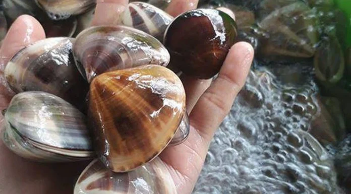 The Ultimate Guide to Buying Clams: A Fisherman’s Secret to Quick and Easy Cleaning