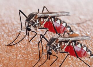 Does Sweet-Smelling Skin Attract Mosquitoes? The Truth Unveiled.