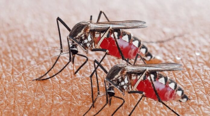 Does Sweet-Smelling Skin Attract Mosquitoes? The Truth Unveiled.