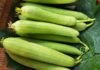 Summer Squash – An Unassuming Summer Fruit Rich in Calcium
