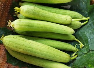 Summer Squash – An Unassuming Summer Fruit Rich in Calcium