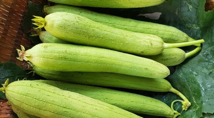 Summer Squash – An Unassuming Summer Fruit Rich in Calcium