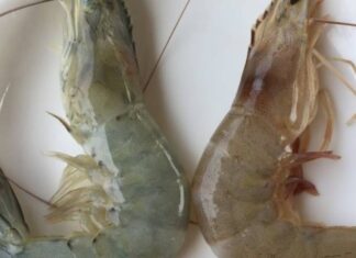 The Ultimate Guide to Telling Farmed and Wild Shrimp Apart: Secrets from a Seasoned Seller