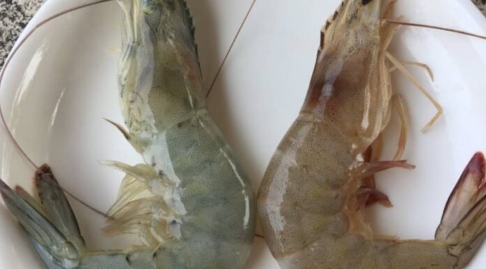 The Ultimate Guide to Telling Farmed and Wild Shrimp Apart: Secrets from a Seasoned Seller