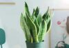 The Fading Fame of the Snake Plant: 4 Major Drawbacks of This Once-Popular Houseplant