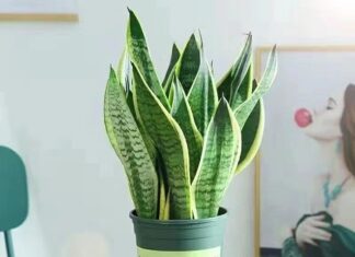 The Fading Fame of the Snake Plant: 4 Major Drawbacks of This Once-Popular Houseplant