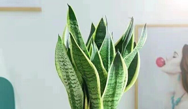The Fading Fame of the Snake Plant: 4 Major Drawbacks of This Once-Popular Houseplant
