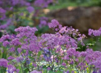 The Lucky Six: Unveiling the Secret to Prosperity for the Astute Over-40s