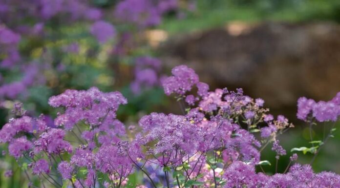 The Lucky Six: Unveiling the Secret to Prosperity for the Astute Over-40s