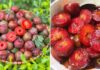 A Tasty Treat: Succulent Ripened Plums, But Beware – 6 Groups Should Steer Clear!