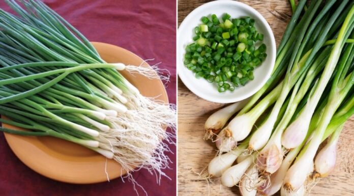 “4 Reasons Why You Should Avoid Green Onions”