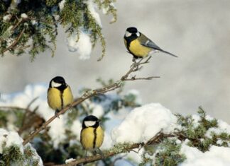 The Luckiest Zodiac Signs: Those Born in These Three Lunar Months Are Destined for Bliss