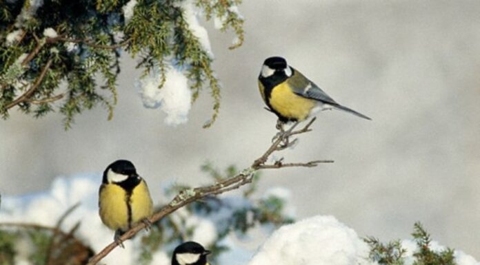 The Luckiest Zodiac Signs: Those Born in These Three Lunar Months Are Destined for Bliss