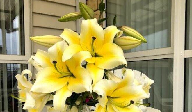 The Smart Gardener Won’t Plant These 3 Flowers at Home, Even Though They’re Beautiful.