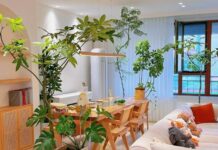 “5 Lucky Flowers to Plant at Home for Prosperity and Good Fortune”