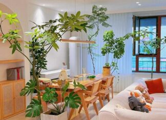 “5 Lucky Flowers to Plant at Home for Prosperity and Good Fortune”