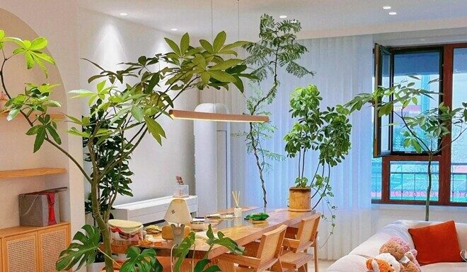 “5 Lucky Flowers to Plant at Home for Prosperity and Good Fortune”