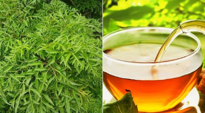 What Are the Benefits of Boiling Bishop’s Weed Leaves for Consumption?