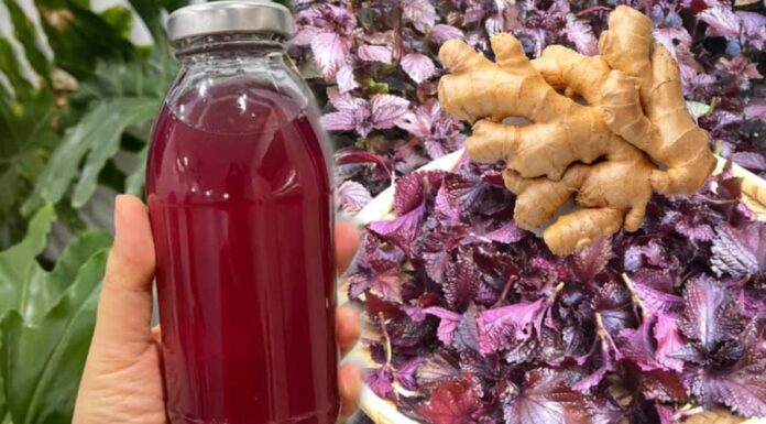 The Secret to Optimal Health: Unlocking the Benefits of Basil Leaves and Ginger Tea