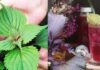The Magic of Perilla Leaf Water: A Tonic with Many Benefits, But Beware of These 3 Pitfalls