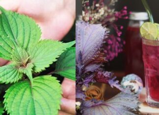 The Magic of Perilla Leaf Water: A Tonic with Many Benefits, But Beware of These 3 Pitfalls