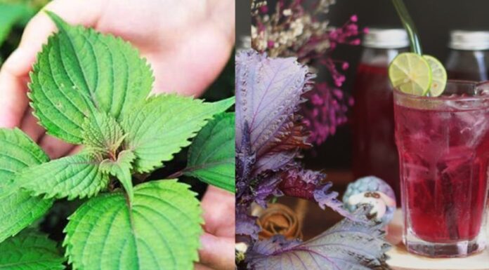 The Magic of Perilla Leaf Water: A Tonic with Many Benefits, But Beware of These 3 Pitfalls