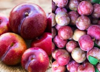 The Amazing Health Benefits of Plums – A Superfruit You Should Know About