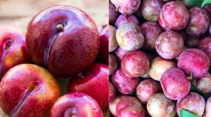 The Amazing Health Benefits of Plums – A Superfruit You Should Know About