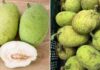 The Fruit That Looks Like Jackfruit but Tastes Like Heaven: A Culinary Delight Waiting to Be Discovered