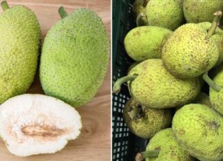 The Fruit That Looks Like Jackfruit but Tastes Like Heaven: A Culinary Delight Waiting to Be Discovered