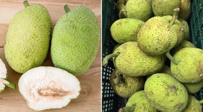 The Fruit That Looks Like Jackfruit but Tastes Like Heaven: A Culinary Delight Waiting to Be Discovered