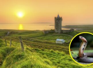 Title: “Unveiling the Snake-Free Haven: A Country Like No Other”