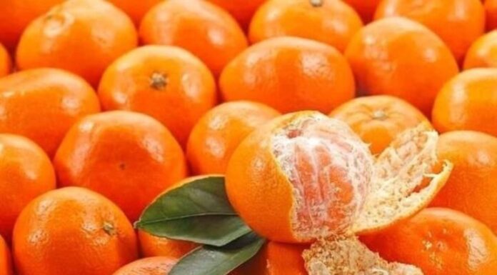 The Ultimate Guide to Lung Health: 4 Fruits to Cleanse, Heal and Breathe Easy