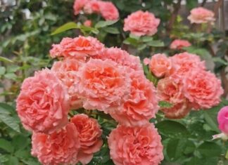 “The Ultimate Guide to Composting: Transforming Trash into Treasure for Abundant Blooms and Bountiful Harvests”