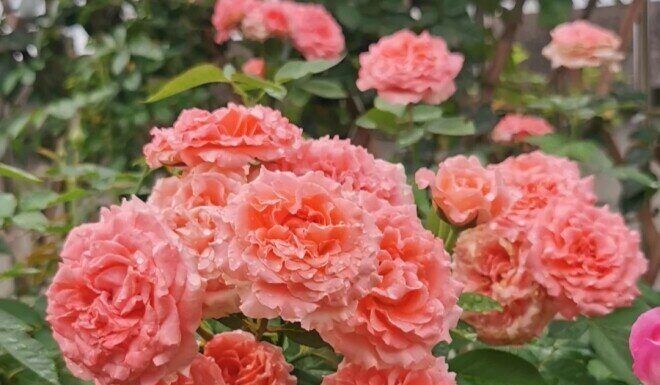 “The Ultimate Guide to Composting: Transforming Trash into Treasure for Abundant Blooms and Bountiful Harvests”