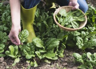 A Green Superfood: This Veggie Packs 12 Times More Potassium Than Bananas for Ultimate Gut Health