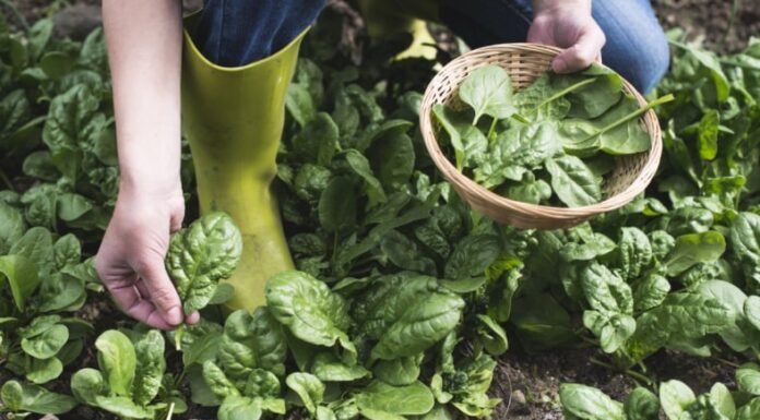 A Green Superfood: This Veggie Packs 12 Times More Potassium Than Bananas for Ultimate Gut Health