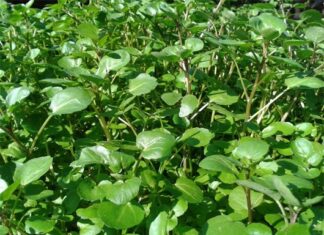 The Humble Vegetable: America Crowns a Unassuming Green as the “Queen of Vegetables”