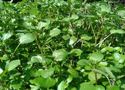 The Humble Vegetable: America Crowns a Unassuming Green as the “Queen of Vegetables”