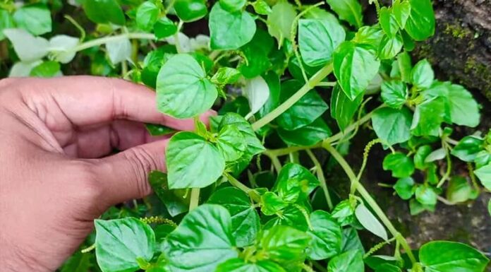 5 Wild Vegetables From Vietnam That Are Exporting For Big Bucks: A Surprising Turn of Events