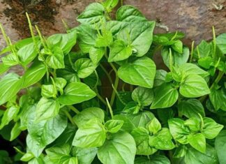 Two Mouth-Watering Ways to Prepare Crabweed Salad: A Must-Try for Foodies