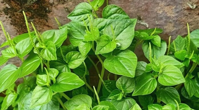 Two Mouth-Watering Ways to Prepare Crabweed Salad: A Must-Try for Foodies