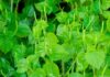 The Weedy Wonder: A Calcium-Rich, Nutritious Green with an Unusual Name